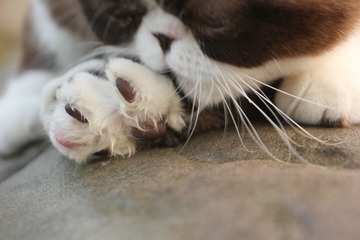 猫掌柜069