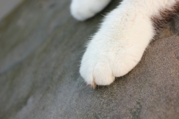 猫掌柜071