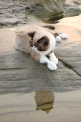 猫掌柜073