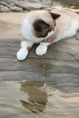 猫掌柜075