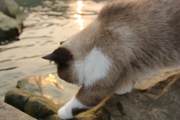 猫掌柜077