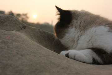 猫掌柜080