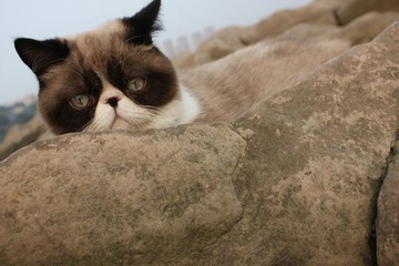 猫掌柜082