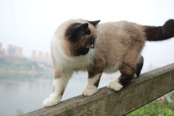 猫掌柜085