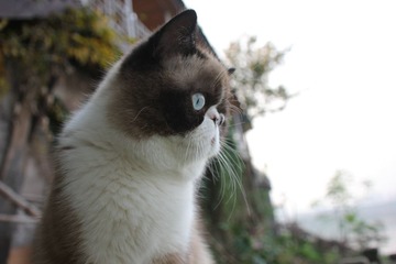猫掌柜088