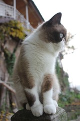 猫掌柜089