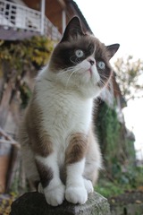 猫掌柜090
