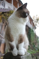 猫掌柜091