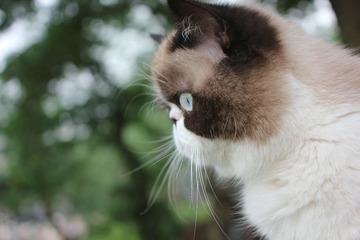 猫掌柜092