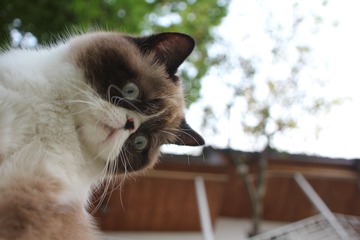 猫掌柜095