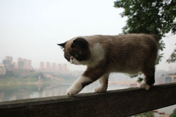 猫掌柜096