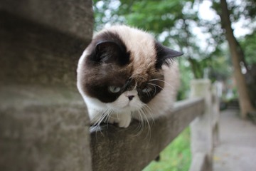 猫掌柜097