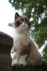 猫掌柜098