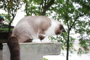 猫掌柜099