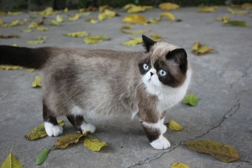 猫掌柜101
