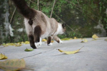 猫掌柜102