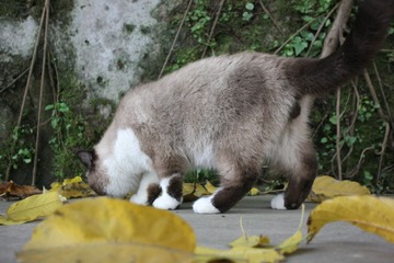 猫掌柜103