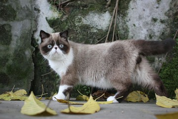 猫掌柜104