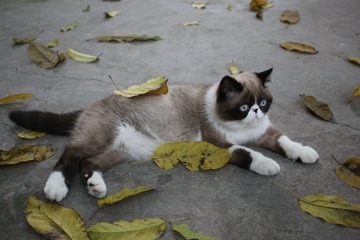 猫掌柜105