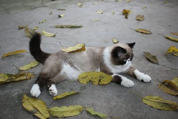 猫掌柜107