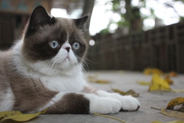 猫掌柜109