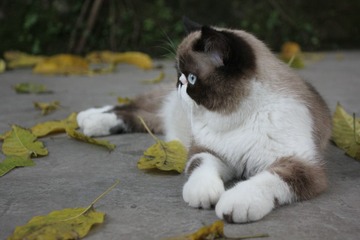 猫掌柜112