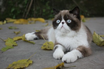 猫掌柜114