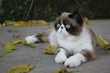 猫掌柜115