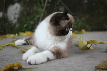 猫掌柜116