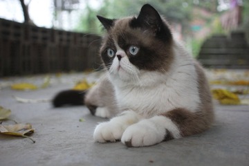 猫掌柜119