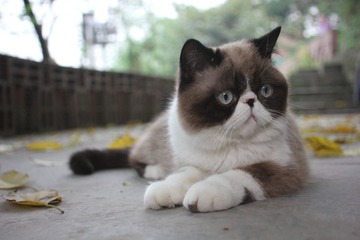 猫掌柜120