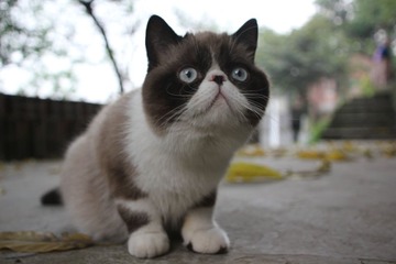 猫掌柜122