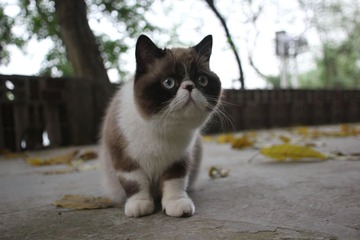猫掌柜123
