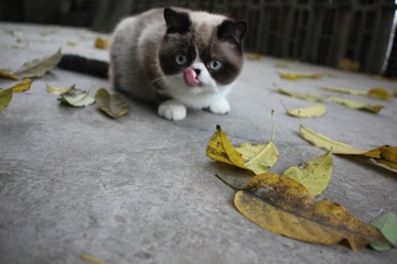 猫掌柜124