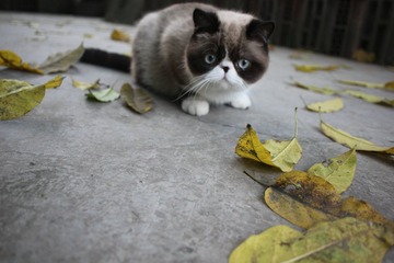 猫掌柜125