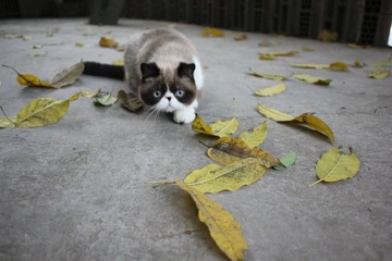 猫掌柜126