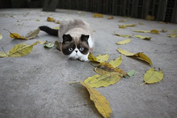 猫掌柜127