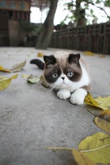 猫掌柜128