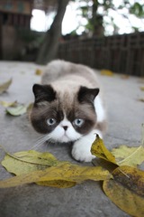 猫掌柜130