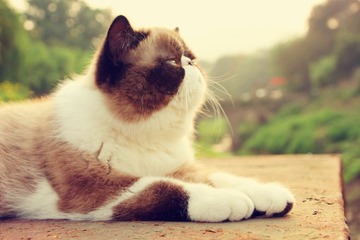 猫掌柜021_