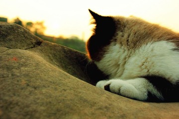 猫掌柜080_
