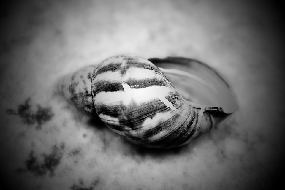 异图生态 br /> 逝去-天螺