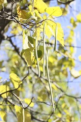 _MG_0902.JPG