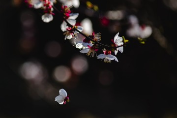 20170421-_DSC3499-编辑