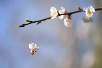 20170421-_DSC3524-编辑
