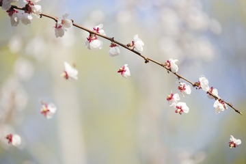 20170421-_DSC3534-编辑