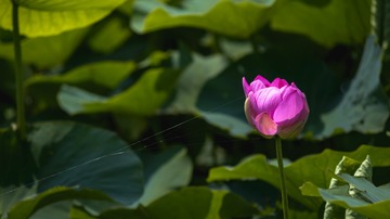 20180703-_DSC9978