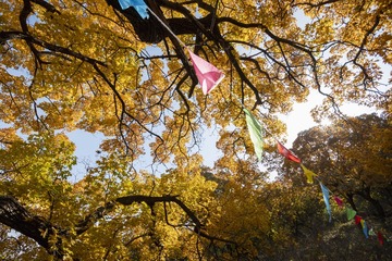 寒山十月旦，霜叶一时新