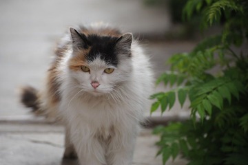 DSC_3177.JPG