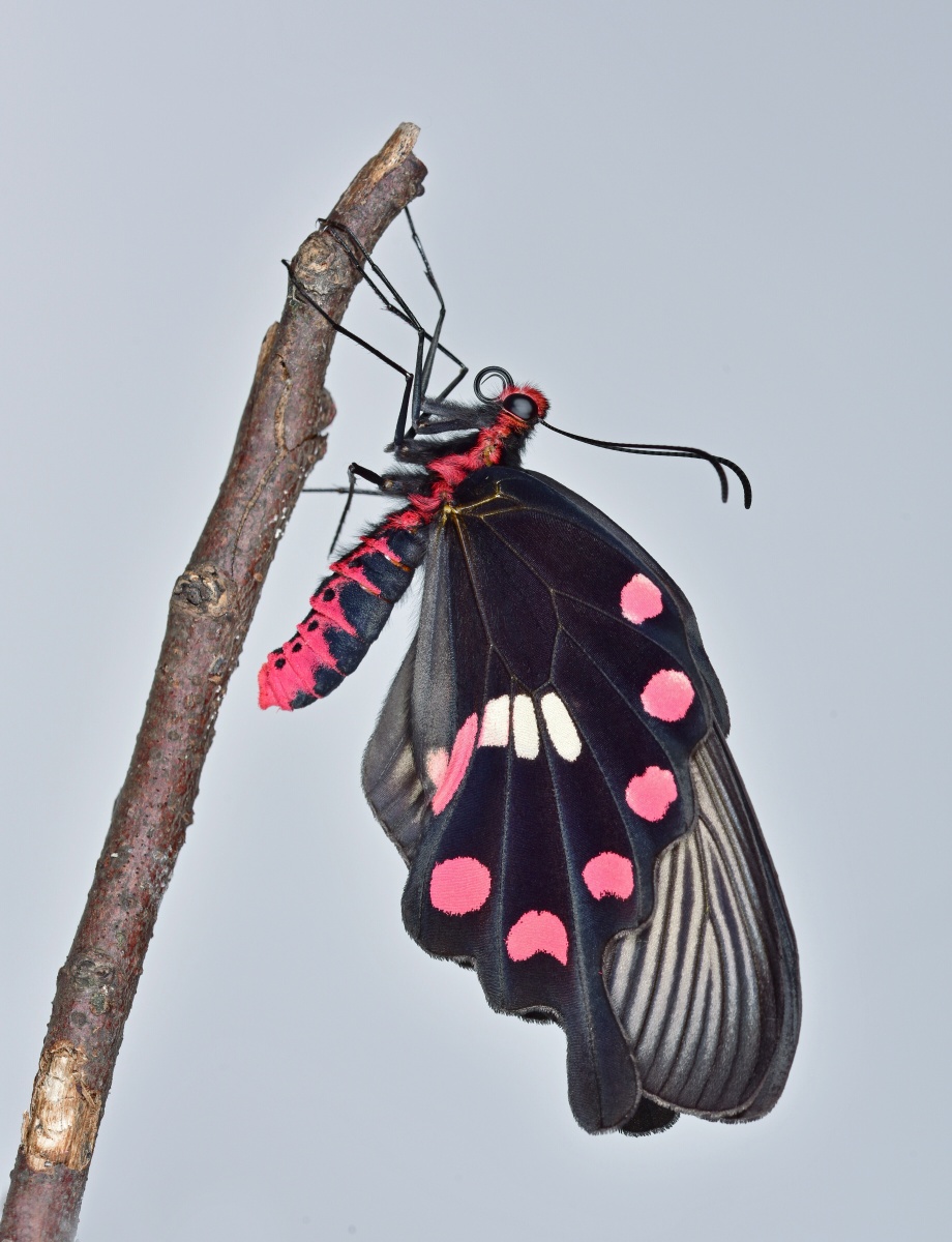 刚刚羽化的红珠凤蝶